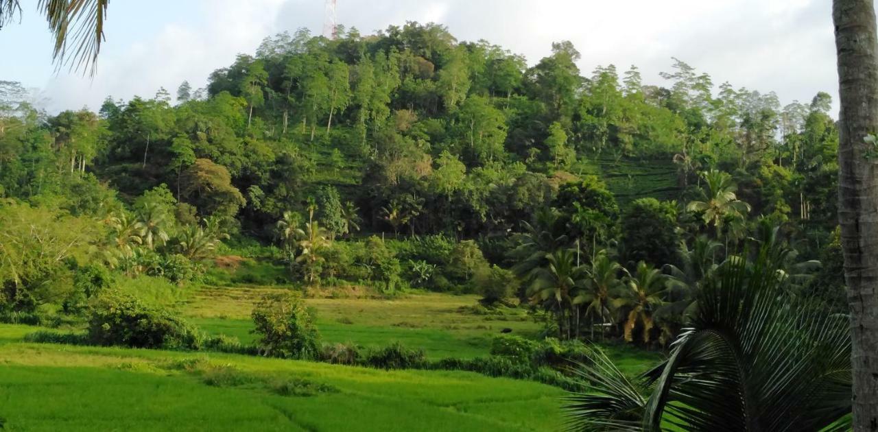 Rainforest Holiday Inn دينيايا المظهر الخارجي الصورة